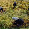 برداشت برنج دزفول، کمبود امکانات و انحصار دلالان