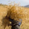 تدارک برای واردات ۳ میلیون تن گندم!