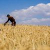 سطح زیر کشت گندم یک سوم کاهش یافت