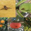 شناسایی و ردیابی مگس میوه مدیترانه‌ای در ۳۸۰ هکتار از باغات محمودآباد