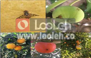 شناسایی و ردیابی مگس میوه مدیترانه‌ای در ۳۸۰ هکتار از باغات محمودآباد