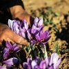 لزوم گسترش دیپلماسی تجاری بخش کشاورزی در بازارهای منطقه‌ای