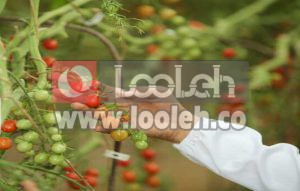 امسال ۱۰۰۰ هکتار کشت سبزی و صیفی به گلخانه ها منتقل می شود